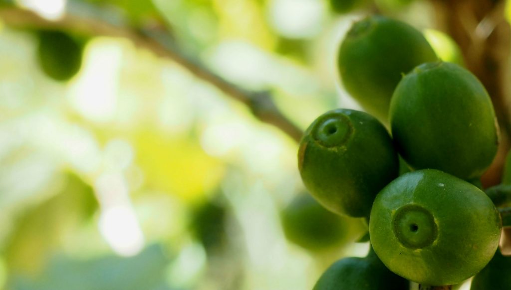 Why Does Ethiopian Coffee Taste Like Blueberries?